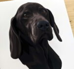 Ein Tierportraits deines tierischen Lieblings! – Bild 4